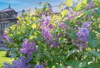 庭園のイメージ