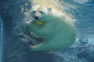 札幌市円山動物園の画像